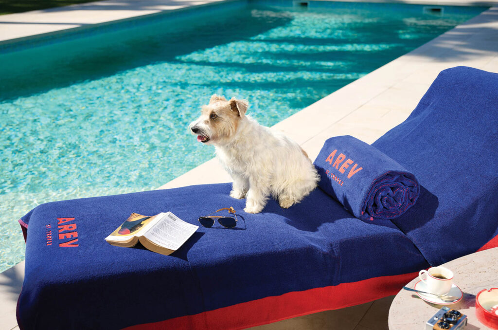 a cream terrier sits on a blue lounge chair poolside