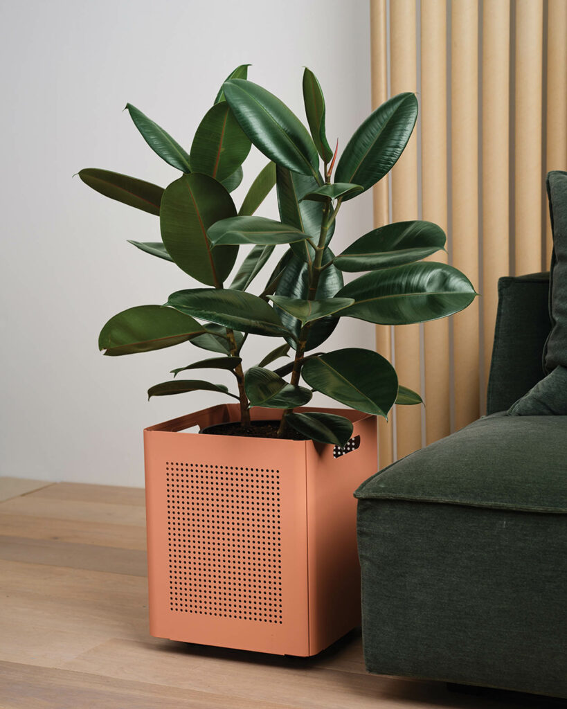 tan steel planter in front of tan drapes and next to an olive couch